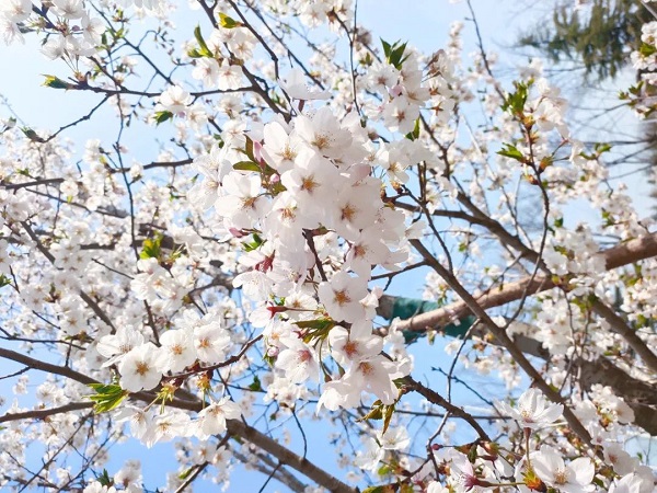 IM电竞与你 共赴一场樱花盛宴